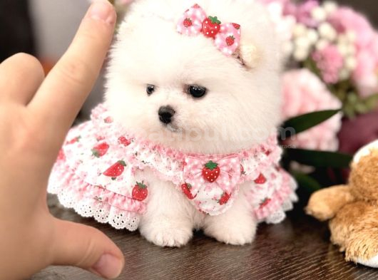 Mi̇ni̇ Boy Prenses Pomerani̇an Boo görsel
