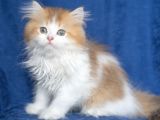 British Long Hair Ny 11 03 Bicolor Safkan Erkek