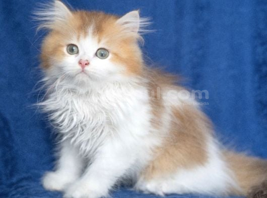 British Long Hair Ny 11 03 Bicolor Safkan Erkek görsel