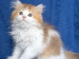 British Long Hair Ny 11 03 Bicolor Safkan Erkek