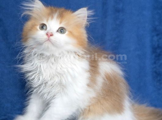 British Long Hair Ny 11 03 Bicolor Safkan Erkek görsel