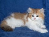 British Long Hair Ny 11 03 Bicolor Safkan Erkek