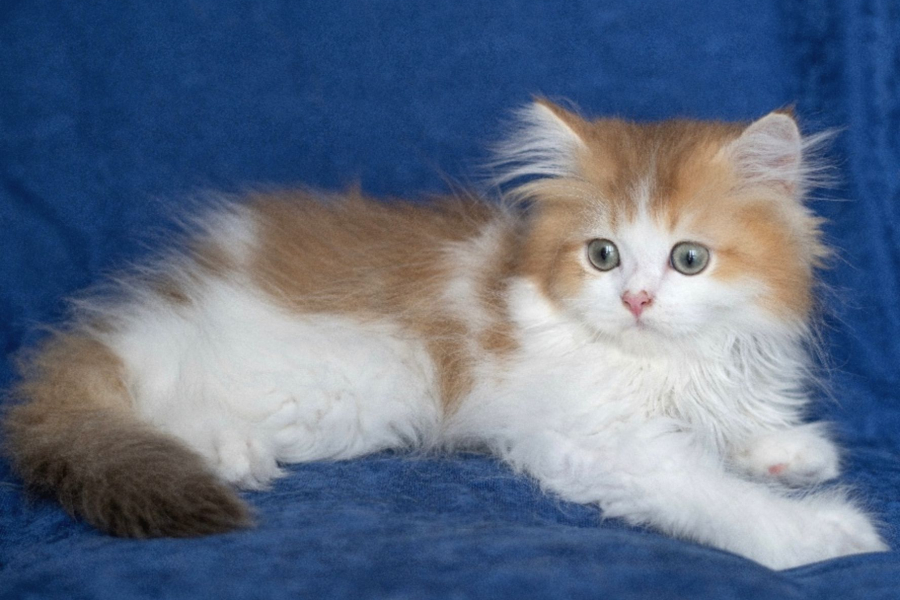 British Long Hair Ny 11 03 Bicolor Safkan Erkek