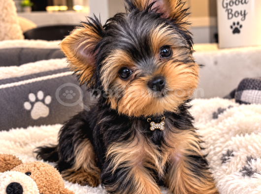Türkiyenin en güzel yokşiar terrier bebekleri mini