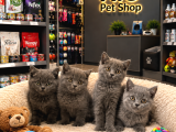Irkının En Güzellerinden Top Kafa British Shorthair Yavrular