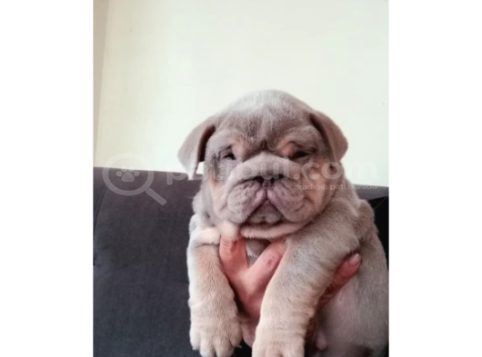 Renkli̇ Çocuklar görsel