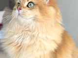 Ücretsiz Sahiplendirme Ny12 Golden-7 Aylık British  Longhair