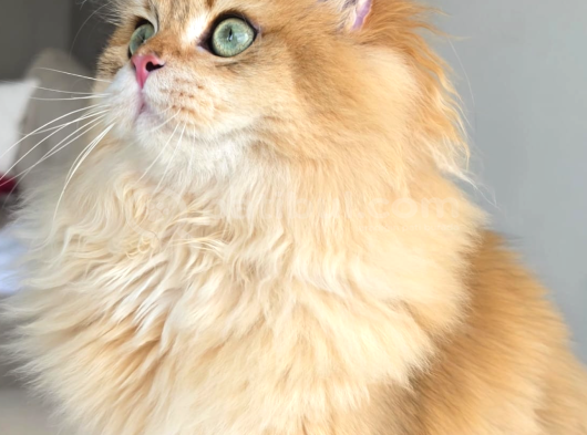 ücretsiz sahiplendirme Ny12 golden-7 aylık British  longhair