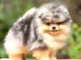 Nadir Pomeranian Boo Merle Renk Mini Boy Yavrularimiz