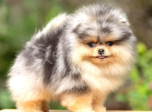 Nadir Pomeranian Boo Merle Renk Mini Boy Yavrularimiz görsel
