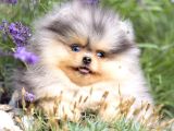 Nadir Pomeranian Boo Merle Renk Mini Boy Yavrularimiz