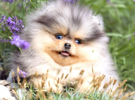 Nadir Pomeranian Boo Merle Renk Mini Boy Yavrularimiz görsel