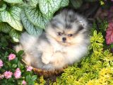 Nadir Pomeranian Boo Merle Renk Mini Boy Yavrularimiz