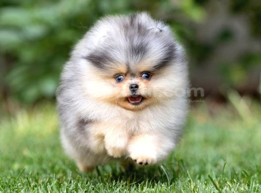 Nadir Pomeranian Boo Merle Renk Mini Boy Yavrularimiz