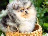 Nadir Pomeranian Boo Merle Renk Mini Boy Yavrularimiz
