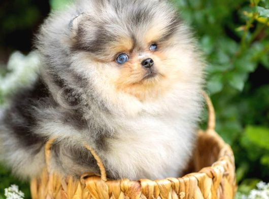 Nadir Pomeranian Boo Merle Renk Mini Boy Yavrularimiz görsel