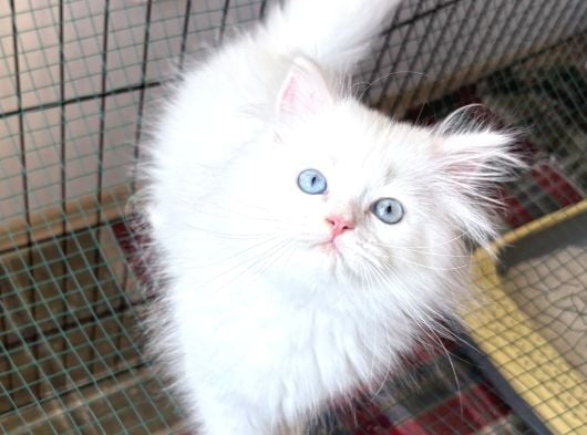 Safkan Çikolata Point - Silver - White Bebekler görsel