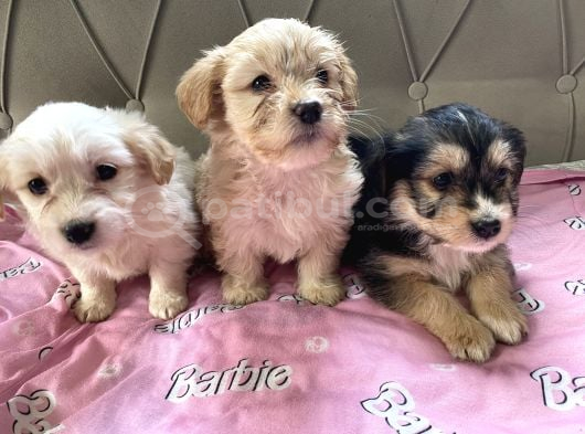 En Güzel Malti̇poo Yavruları  2 Aylık Dişi Erkek görsel