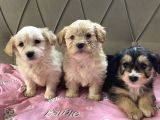 En Güzel Malti̇poo Yavruları  2 Aylık Dişi Erkek