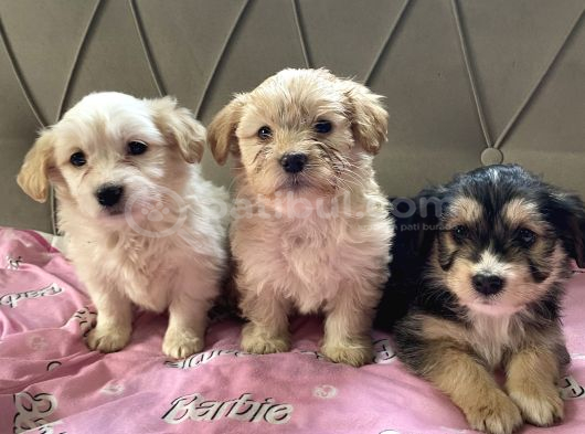 EN GÜZEL MALTİPOO Yavruları  2 aylık dişi Erkek