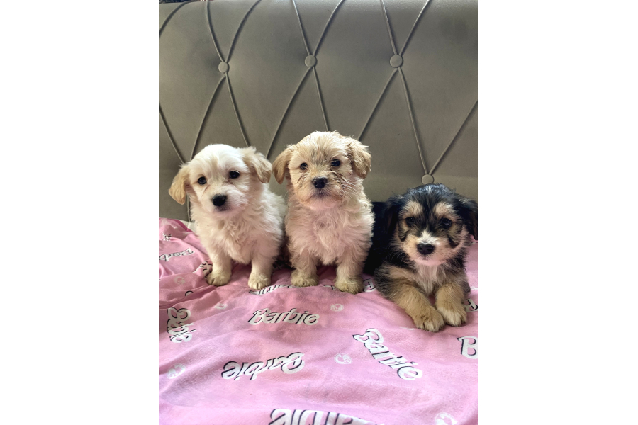 En GÜzel Maltİpoo Yavruları  2 Aylık Dişi Erkek