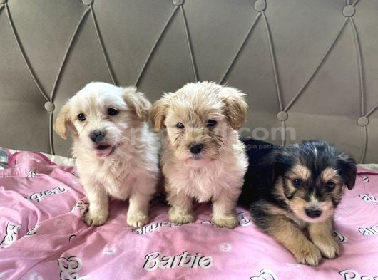 En Güzel Malti̇poo Yavruları  2 Aylık Dişi Erkek görsel
