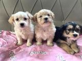 En Güzel Malti̇poo Yavruları  2 Aylık Dişi Erkek