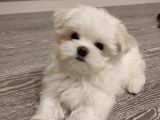 Maltese Terri̇er