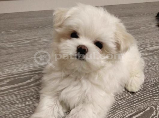 Maltese Terri̇er görsel