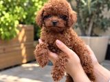 Ayrıcalıklı Toy Poodle Yavrularımızla Tanışın