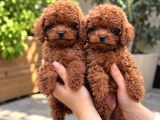 Safkan Toy Poodle Yavruları
