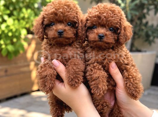Safkan Toy Poodle Yavruları