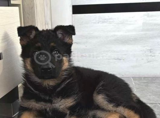 Almna Kurdu Yavrular görsel