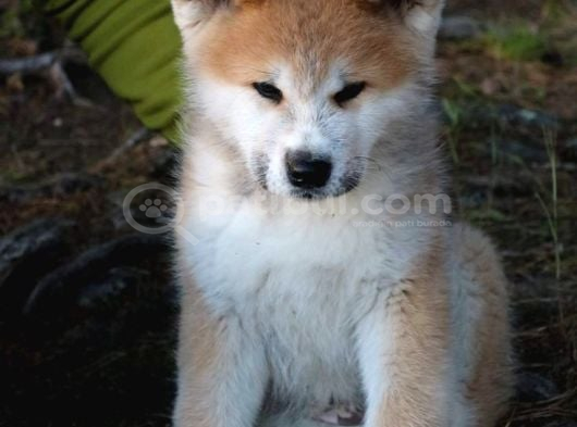 Japon Aki̇ta Yavrular görsel