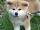 Japon Aki̇ta Yavrular