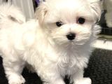 Maltese Terri̇er