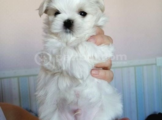 MALTESE TERRİER