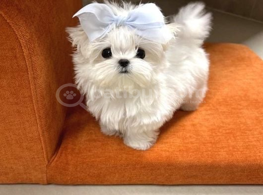 Maltese Terri̇er görsel