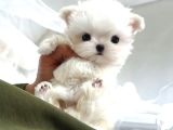 Maltese Terri̇er
