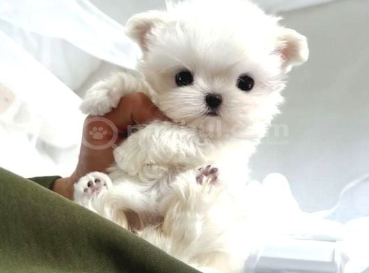 Maltese Terri̇er görsel