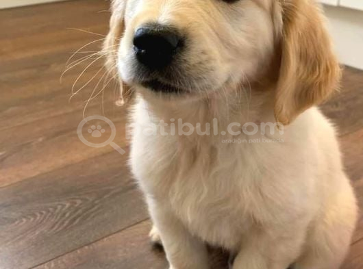 Golden Yavrularimiz görsel