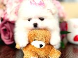 Mi̇ni̇ Boy Prenses Pomerani̇an Boo