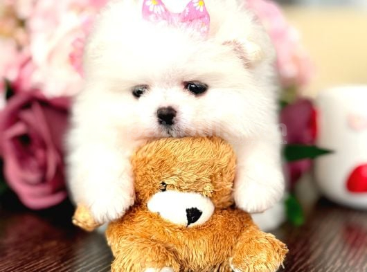Mi̇ni̇ Boy Prenses Pomerani̇an Boo görsel