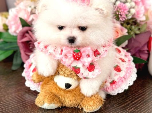 Mi̇ni̇ Boy Prenses Pomerani̇an Boo görsel