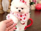 MİNİ BOY PRENSES POMERANİAN BOO