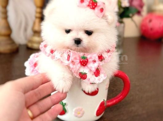 MİNİ BOY PRENSES POMERANİAN BOO