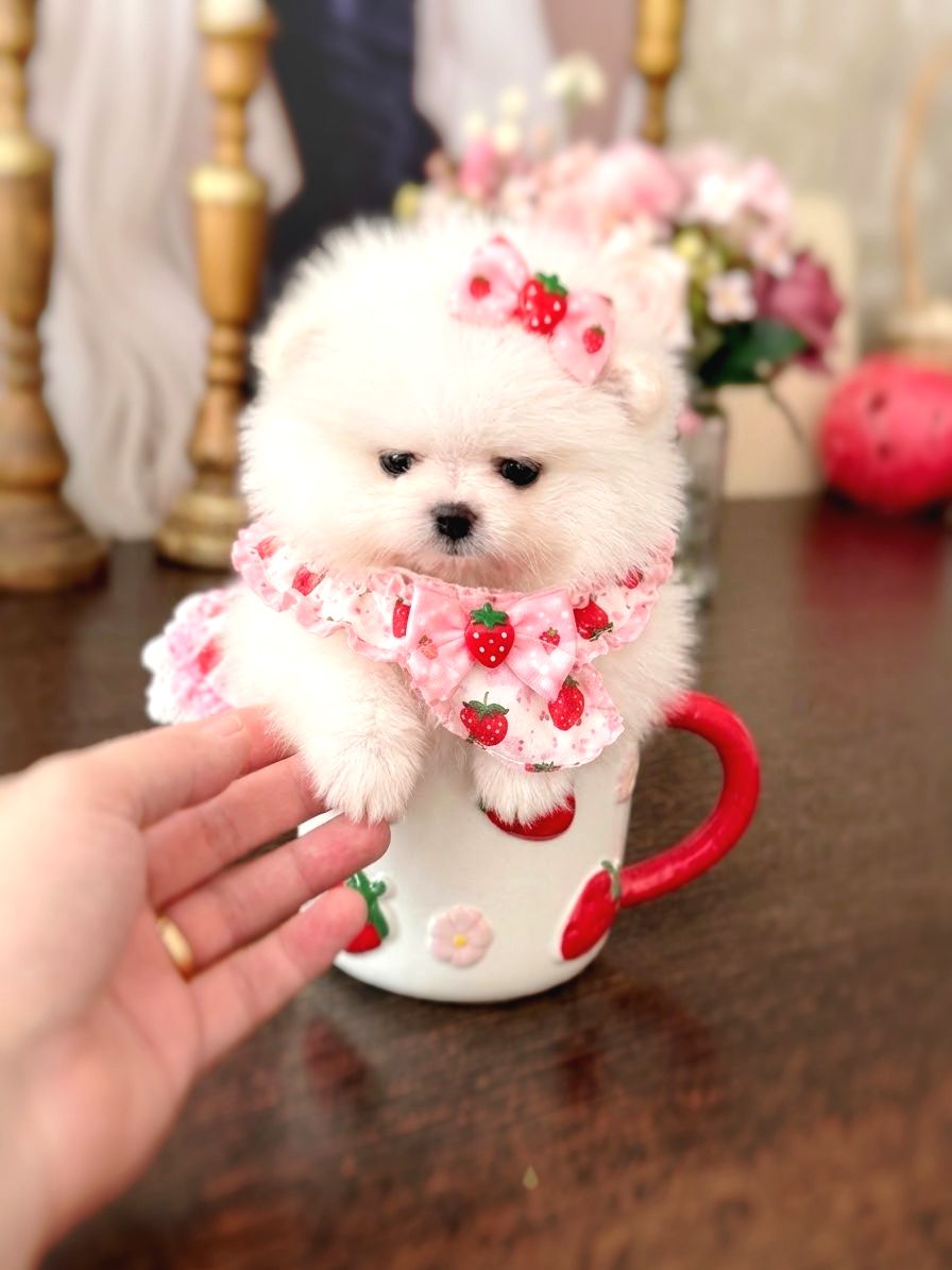 Mİnİ Boy Prenses Pomeranİan Boo