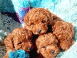A KALİTE TOY POODLE BEBEKLER