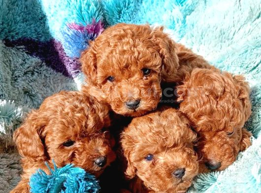 A KALİTE TOY POODLE BEBEKLER