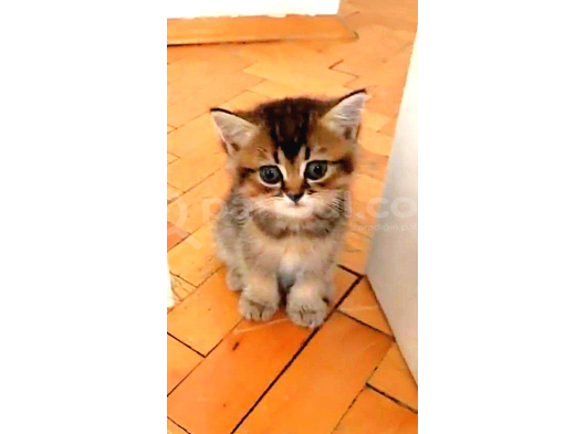 Anne Baba Şecere Li Yavrularım Yeni Ailelerine Gitmeye Hazır görsel